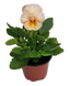 Віола кустовая Inspire F1 Peach Shades pro-viokusinsf1peasha-500 фото 2