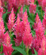 Целозія Flamma Pink pro-FlammaPink-1000 фото 2