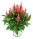 Целозія Flamma Pink pro-FlammaPink-1000 фото 1