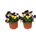 Вiола рогата Admire F1 Lemon Purple Wing pro-AdmireLePW-1000 фото 3