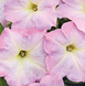 Петунія Success! TR F1 Light Pink Morn pro-SUCCESS!TRLightPinkMorn-500 фото 3