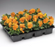 Вiола рогата Penny F1 Tangerine pro-PennyTangerine-1000 фото 2