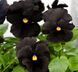 Виола Atlas Black  pro-vioatlbla-500 фото 2