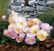 Віола кустовая Inspire F1 Peach Shades pro-viokusinsf1peasha-500 фото 3