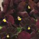 Вiола Inspire DeluXXe F1 Deep Rose Blotch  InspireDeluXXeDeepRoseBlotch-10 фото 3