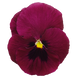 Вiола Inspire DeluXXe F1 Deep Rose Blotch  InspireDeluXXeDeepRoseBlotch-10 фото 2