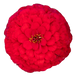 Цинния Oklahoma Scarlet OklahomaScarlet фото 1