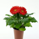 Гербера ColorBloom Orange with Light Eye New2027 pro-ColorBloomOrangewithLightEye-100 фото 1