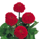 Цинния Oklahoma Scarlet OklahomaScarlet фото 2