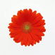 Гербера ColorBloom Orange with Light Eye New2027 pro-ColorBloomOrangewithLightEye-100 фото 2