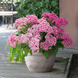 Пентас Graffiti Flirty Pink  po-GraffitiFlirtyPink-500 фото 2