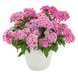 Пентас Graffiti Flirty Pink  po-GraffitiFlirtyPink-500 фото 1