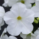 Петунія E3 Easy Wave F1 White E3EasyWaveWhite фото 2
