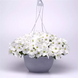 Петунія E3 Easy Wave F1 White E3EasyWaveWhite фото 1