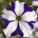 Петунія Tritunia F1 Blue Star pro-pettrif1blusta-1000s фото 1