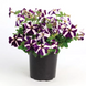 Петунія Tritunia F1 Blue Star pro-pettrif1blusta-1000s фото 2