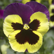 Вiола Delta Speedy F1 Yellow and Purple DeltaSpeedyYellowPurple фото 1