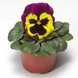 Вiола Delta Speedy F1 Yellow and Purple DeltaSpeedyYellowPurple фото 2