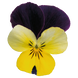 Вiола рогата Admire F1 Lemon Purple Wing pro-AdmireLePW-1000 фото 1
