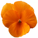 Вiола рогата Penny F1 Tangerine pro-PennyTangerine-1000 фото 1