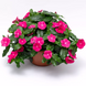 Винка Cora Cascade XDR Bright Rose  pro-vincorcasbrirosnew-500 фото 1