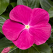 Винка Cora Cascade XDR Bright Rose  pro-vincorcasbrirosnew-500 фото 2