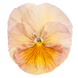 Віола кустовая Inspire F1 Peach Shades pro-viokusinsf1peasha-500 фото 1