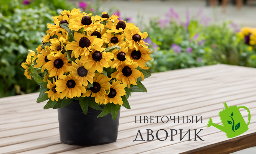 Рудбекія Tablemate Gold  ablemateGold-25 фото