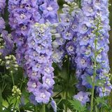 Дельфініум Guardian Lavender pro-delgualav-100 фото