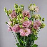 Еустома Alissa 2 Light Pink II New2027 pro-eusali2LightPinkII-1000 фото