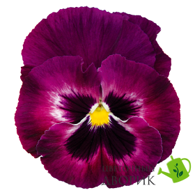 Виола Inspire DeluXXe F1 Rose Velour InspireDeluXXeRoseVelour фото