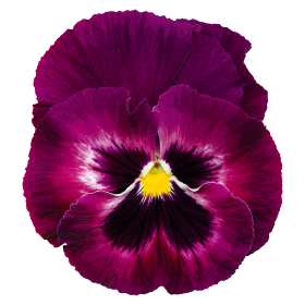 Віола Inspire DeluXXe F1 Rose Velour InspireDeluXXeRoseVelour фото