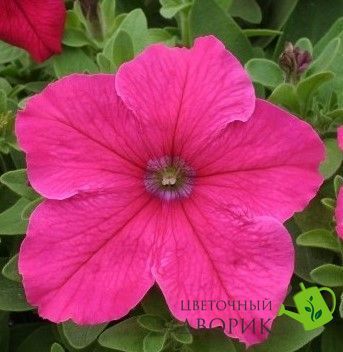 Петуния Prism F1 Bright Rose pro-petprif1briros-1000seed фото