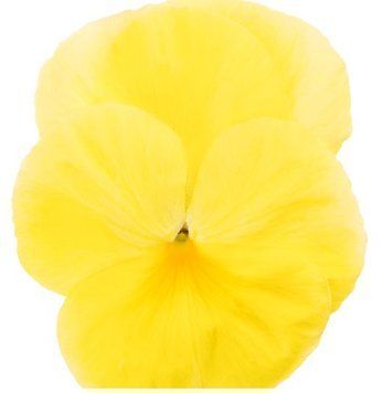 Вiола Premier Primrose Shades pro-PremierPrimroseSh-1000 фото