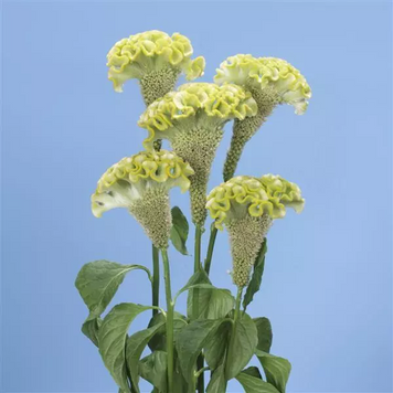 Целозія гребінчаста Spring Green pro-celgresprgre-100 фото