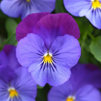 Віола Cool Wave Violet Blue New2027 CoolWaveVioletBlue-5 фото