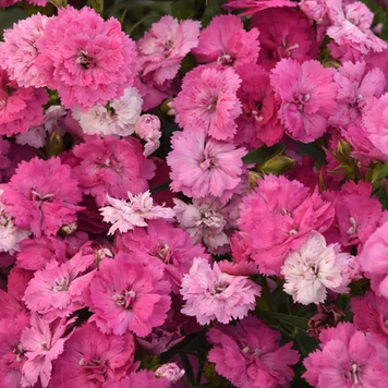 Гвоздика Dynasty Pink Magic pro-gvodynpinmagnew202-500 фото