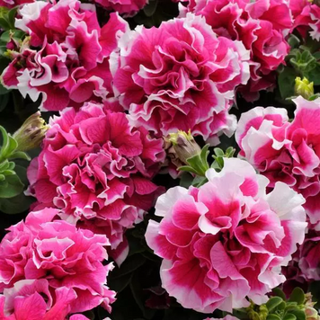 Петунія Pirouette F1 Rose PirouetteRose фото