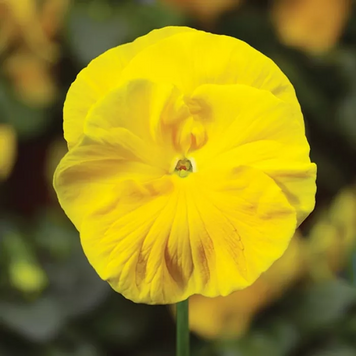 Вiола Colossus F1 Pure Golden Yellow pro- ColossusPGY-1000 фото