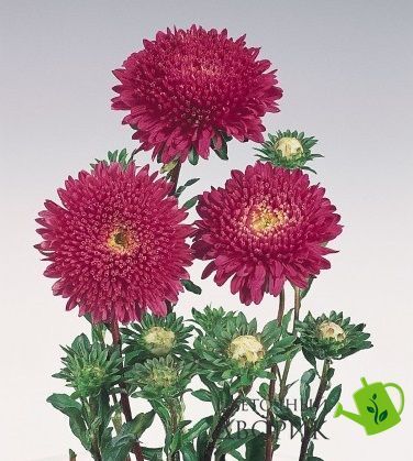 Астра Standy Carmine Red pro-aststacarred-500 фото