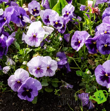 Вiола Delta Pro F1 Lavender Blue Shades pro-DeltaLBS -1000 фото