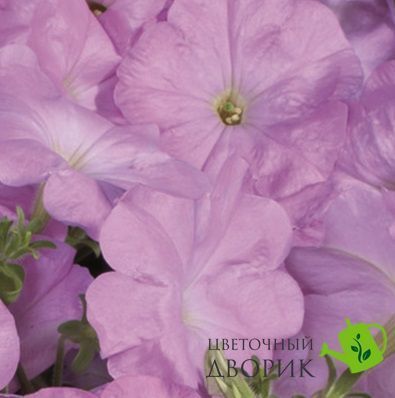 Петуния Celebrity F1 Lilac pro-CelebrityLilac-500s фото