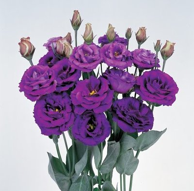 Eустома Rosita 3 Purple Rose pro-Rosita3PurpleRose-1000 фото