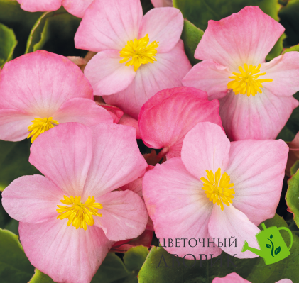 Бегония Sprint Plus F1 Pink pro-begsprpluf1pin-1000 фото