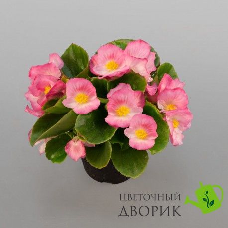 Бегония Sprint Plus F1 Pink pro-begsprpluf1pin-1000 фото