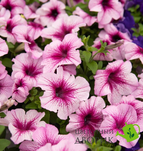 Петунія Eagle F1 Plum Vein  pro-peteagf1pinvei-1000dr фото