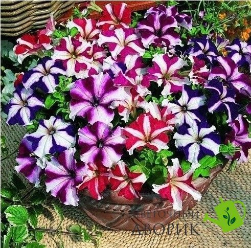 Петунія Tritunia F1 Star Mix TrituniaStarMix фото