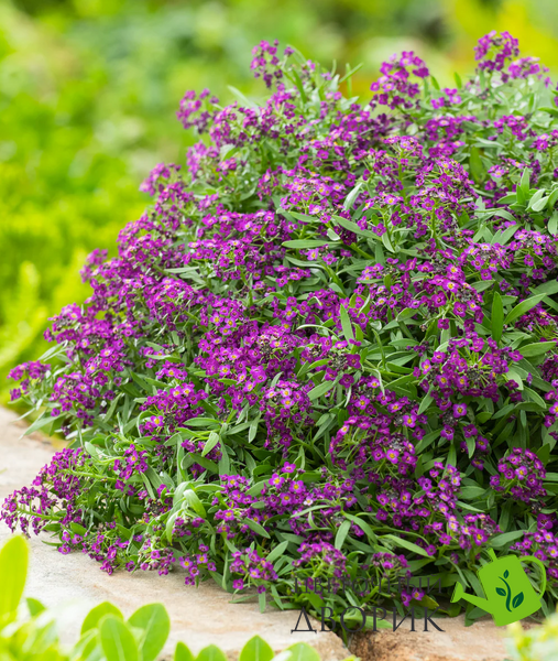 Алісум Easter Bonnet Violet pro-alieasbonvio-5000 фото