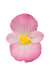 Бегония Sprint Plus F1 Pink pro-begsprpluf1pin-1000 фото 3