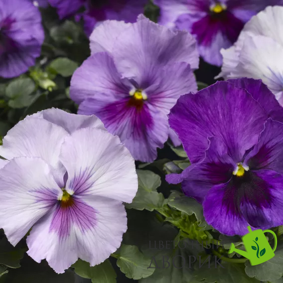 Вiола Delta Pro F1 Lavender Blue Shades pro-DeltaLBS -1000 фото